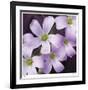 Flower Closeup-Ken Bremer-Framed Limited Edition