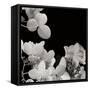 Flower Cluster 1-Jim Christensen-Framed Stretched Canvas