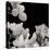 Flower Cluster 1-Jim Christensen-Stretched Canvas