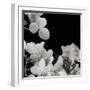 Flower Cluster 1-Jim Christensen-Framed Photographic Print