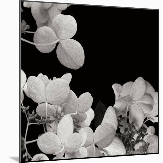 Flower Cluster 1-Jim Christensen-Mounted Photographic Print
