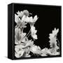 Flower Cluster 2-Jim Christensen-Framed Stretched Canvas