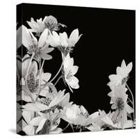 Flower Cluster 2-Jim Christensen-Stretched Canvas