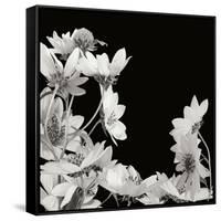 Flower Cluster 2-Jim Christensen-Framed Stretched Canvas