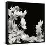 Flower Cluster 2-Jim Christensen-Framed Stretched Canvas