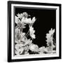 Flower Cluster 2-Jim Christensen-Framed Photographic Print