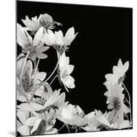 Flower Cluster 2-Jim Christensen-Mounted Photographic Print