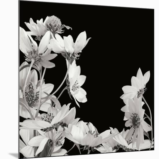 Flower Cluster 2-Jim Christensen-Mounted Photographic Print