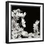 Flower Cluster 2-Jim Christensen-Framed Photographic Print