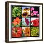 Flower Collage-Herb Dickinson-Framed Photographic Print