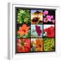 Flower Collage-Herb Dickinson-Framed Photographic Print