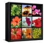 Flower Collage-Herb Dickinson-Framed Stretched Canvas