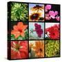 Flower Collage-Herb Dickinson-Stretched Canvas