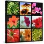 Flower Collage-Herb Dickinson-Stretched Canvas