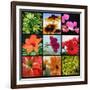 Flower Collage-Herb Dickinson-Framed Photographic Print