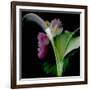 Flower Collage-Linda Arthurs-Framed Giclee Print