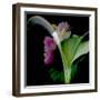 Flower Collage-Linda Arthurs-Framed Giclee Print