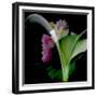 Flower Collage-Linda Arthurs-Framed Giclee Print