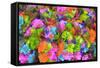 Flower collage-Tom Kelly-Framed Stretched Canvas