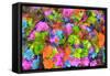 Flower collage-Tom Kelly-Framed Stretched Canvas