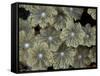 Flower Coral Detail, Papua New Guinea-Michele Westmorland-Framed Stretched Canvas