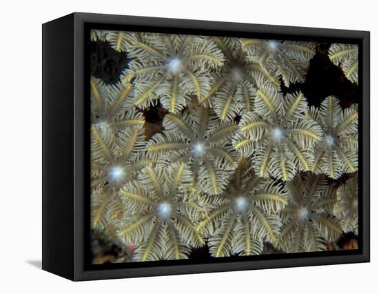 Flower Coral Detail, Papua New Guinea-Michele Westmorland-Framed Stretched Canvas
