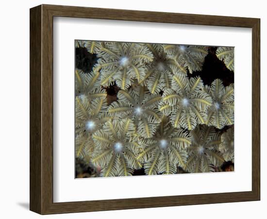 Flower Coral Detail, Papua New Guinea-Michele Westmorland-Framed Photographic Print