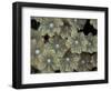Flower Coral Detail, Papua New Guinea-Michele Westmorland-Framed Photographic Print