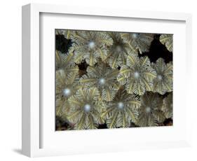 Flower Coral Detail, Papua New Guinea-Michele Westmorland-Framed Photographic Print