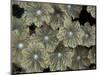 Flower Coral Detail, Papua New Guinea-Michele Westmorland-Mounted Photographic Print