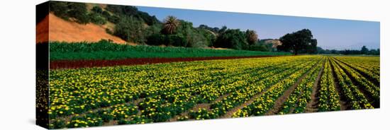 Flower Crop in a Field, Santa Ynez Valley, Santa Barbara County, California, USA-null-Stretched Canvas