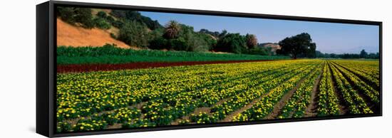 Flower Crop in a Field, Santa Ynez Valley, Santa Barbara County, California, USA-null-Framed Stretched Canvas