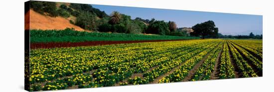 Flower Crop in a Field, Santa Ynez Valley, Santa Barbara County, California, USA-null-Stretched Canvas