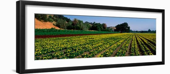 Flower Crop in a Field, Santa Ynez Valley, Santa Barbara County, California, USA-null-Framed Photographic Print