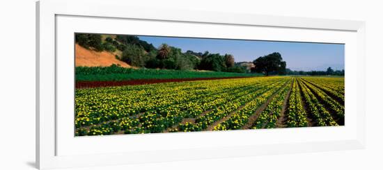 Flower Crop in a Field, Santa Ynez Valley, Santa Barbara County, California, USA-null-Framed Photographic Print