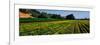 Flower Crop in a Field, Santa Ynez Valley, Santa Barbara County, California, USA-null-Framed Photographic Print