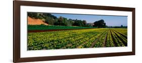 Flower Crop in a Field, Santa Ynez Valley, Santa Barbara County, California, USA-null-Framed Photographic Print