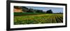 Flower Crop in a Field, Santa Ynez Valley, Santa Barbara County, California, USA-null-Framed Photographic Print