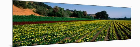 Flower Crop in a Field, Santa Ynez Valley, Santa Barbara County, California, USA-null-Mounted Photographic Print