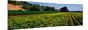 Flower Crop in a Field, Santa Ynez Valley, Santa Barbara County, California, USA-null-Mounted Photographic Print