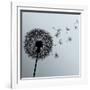 Flower Dandelion On Gray Background-silvionka-Framed Art Print