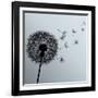 Flower Dandelion On Gray Background-silvionka-Framed Art Print