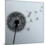 Flower Dandelion On Gray Background-silvionka-Mounted Art Print
