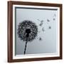 Flower Dandelion On Gray Background-silvionka-Framed Art Print