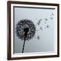 Flower Dandelion On Gray Background-silvionka-Framed Art Print