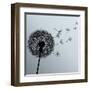 Flower Dandelion On Gray Background-silvionka-Framed Art Print