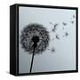 Flower Dandelion On Gray Background-silvionka-Framed Stretched Canvas