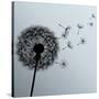 Flower Dandelion On Gray Background-silvionka-Stretched Canvas