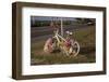 Flower-Decorated Bicycle-Andrea Haase-Framed Photographic Print