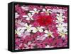 Flower Decoration, Udaipur, Rajasthan, India-Keren Su-Framed Stretched Canvas